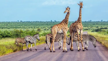 To South Africa